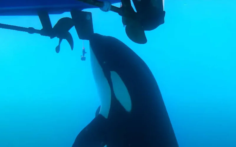 Orca Pod Attacks Sailboat in Gibraltar Strait, Damaging Rudder
