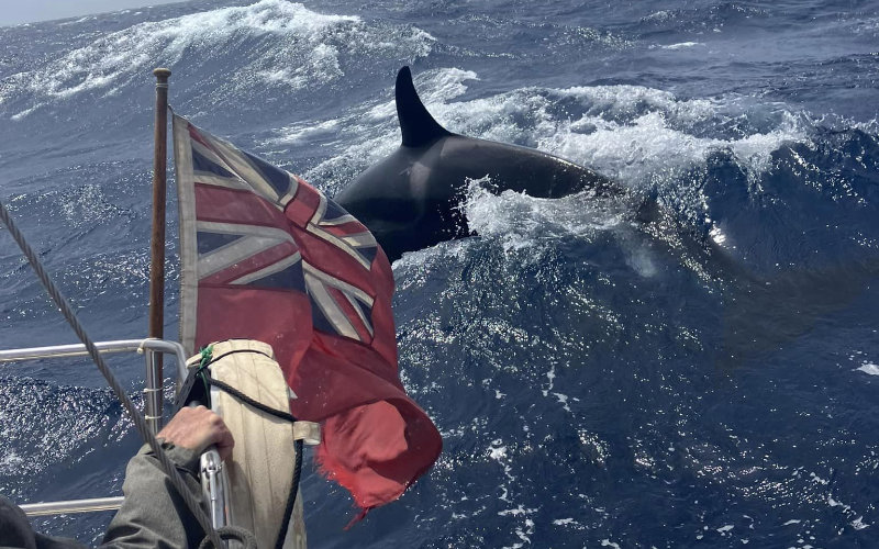 Orca Pod Damages Boats in Attacks off Moroccan and Gibraltar Coasts
