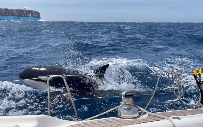 Orcas Sink Sailboat in Latest Attack off Moroccan Coast