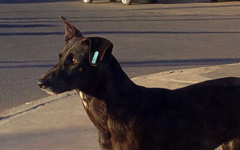 Outcry as Tangier Accused of Culling Stray Dogs Ahead of Club World Cup