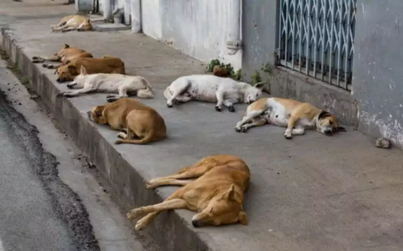Outcry in Tangier as Stray Dog Culling Continues Despite Ban