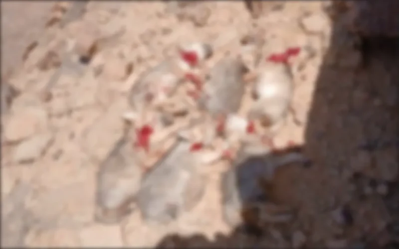 Outrage in Morocco After Six Wolf Cubs Slaughtered by Nomadic Herders