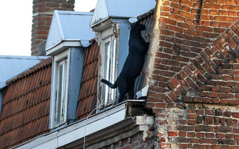 Owner of Escaped French Rooftop Panther Reveals Bond with Exotic Pet