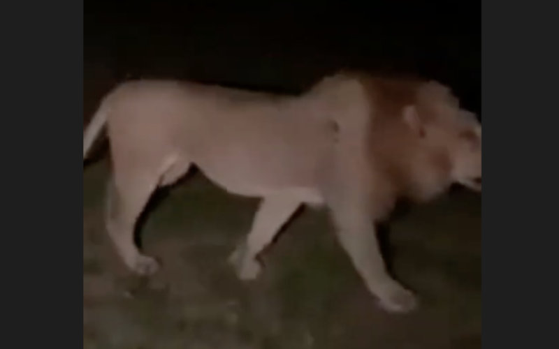 Panic Grips Moroccan Province as 'Atlas Lion' Rumors Persist Despite Official Denials