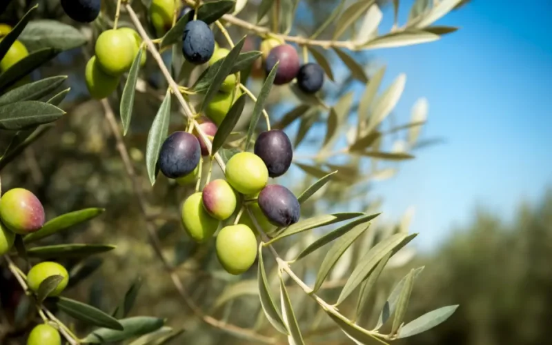 The paradox of the olive in Morocco: a record harvest but tons of lost fruit