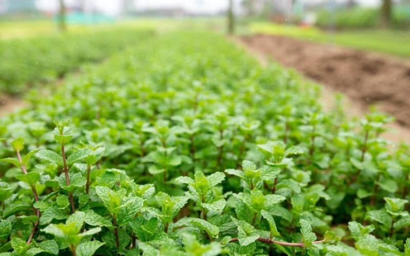 Pesticide Contamination Found in Moroccan Mint, Food Safety Office Warns