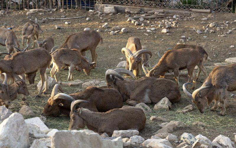 Petition Launched to Save Neglected Animals in Agadir's Vallée des Oiseaux Park