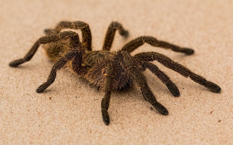 Pilot Bitten by Stowaway Tarantula During Madrid-Bound Flight
