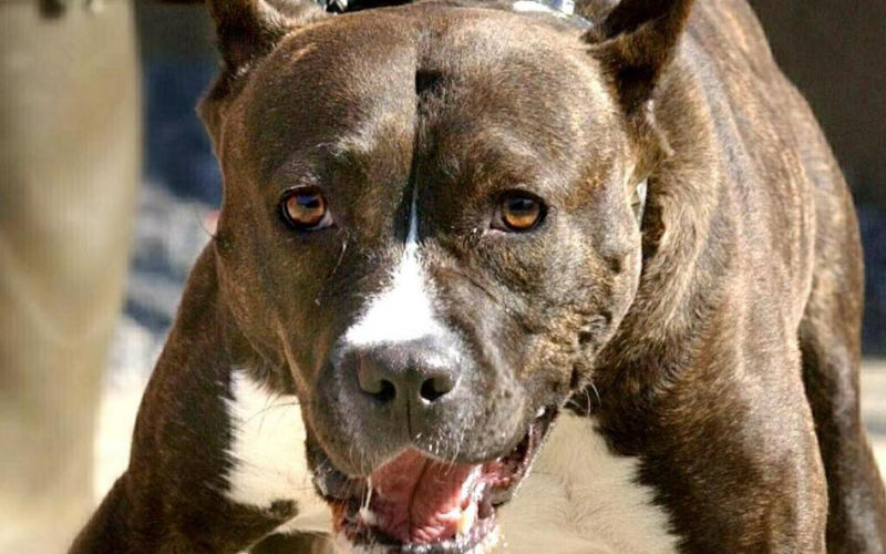 Pitbull Attack in Morocco Leaves Elderly Man Dead, Owner Arrested