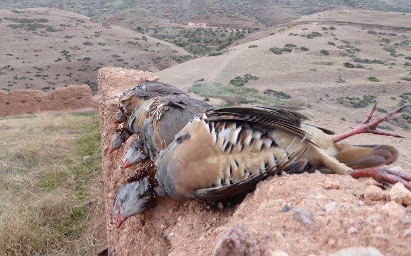 Poaching Surges in Morocco During COVID-19 Lockdown, Officials Report