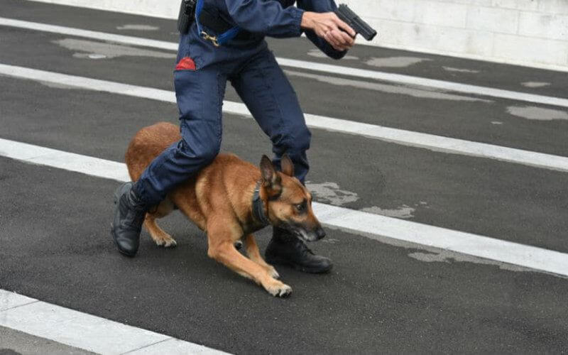 Police Dogs Uncover 26 Gold Ingots in Bus Passenger's Luggage at Laâyoune Checkpoint