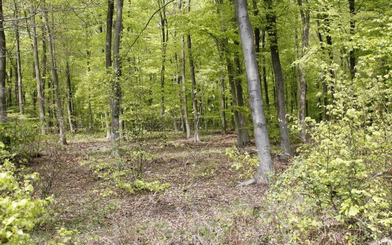 Pregnant Woman Murdered in Morocco: Boyfriend Arrested in Forest Burial Case