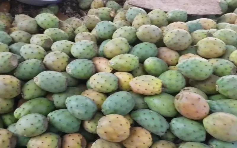 Prickly Pear Luxury Fruit Morocco Prices Rise