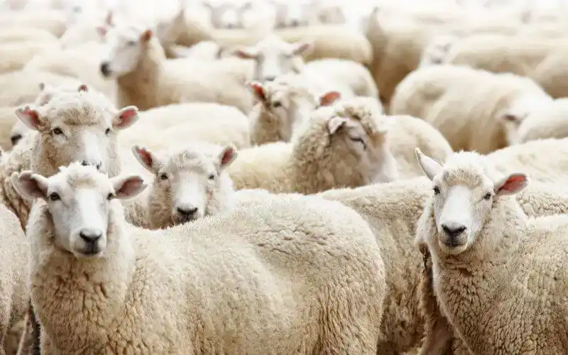 Prison Farm Auction: Livestock and Ostriches Raised Behind Bars