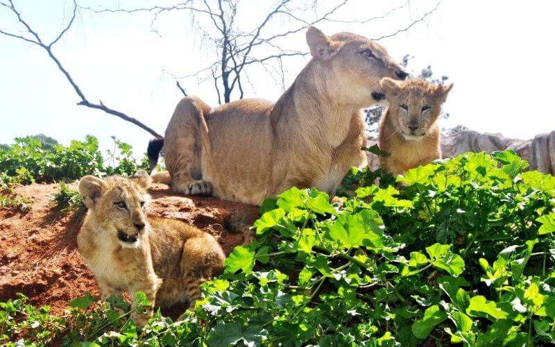 Rabat Zoo Celebrates Birth of 150+ Animals, Including Endangered Species