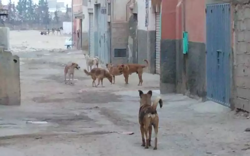 Rabid Dog Attack in Morocco Kills Two Children, Sparks Outrage Over Stray Animal Crisis