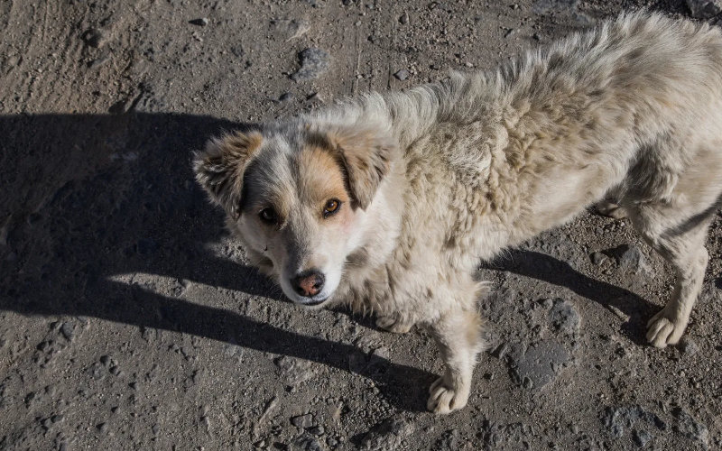 Rabies Alert: Melilla Detects First Case in Dog from Morocco, Urges Vaccination
