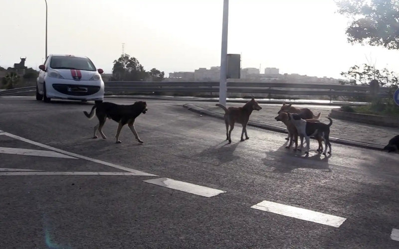 Rabies Alert in Melilla: Spanish Enclave Tightens Animal Travel Rules Amid Outbreak