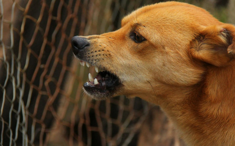 Rabies Alert: Moroccan Dog Sparks Outbreak Concerns in Spanish Enclave