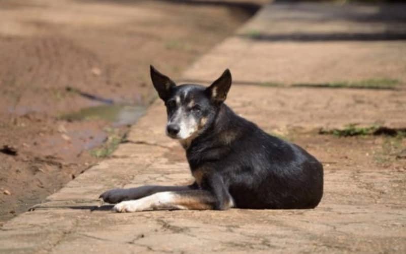 Rabies Case Confirmed in Moroccan Dog Entering Spanish Enclave of Melilla