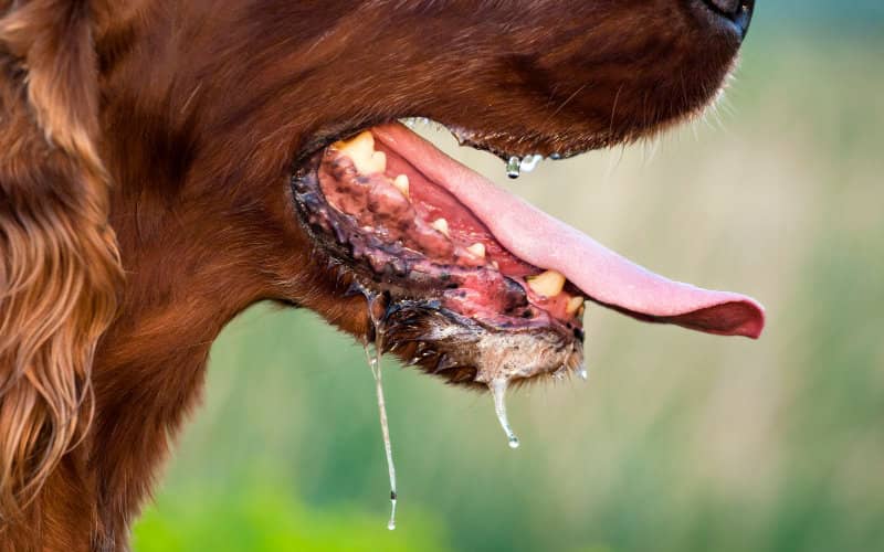 Rabies Case Confirmed in Paris: Dog from Morocco Bites Several Before Death