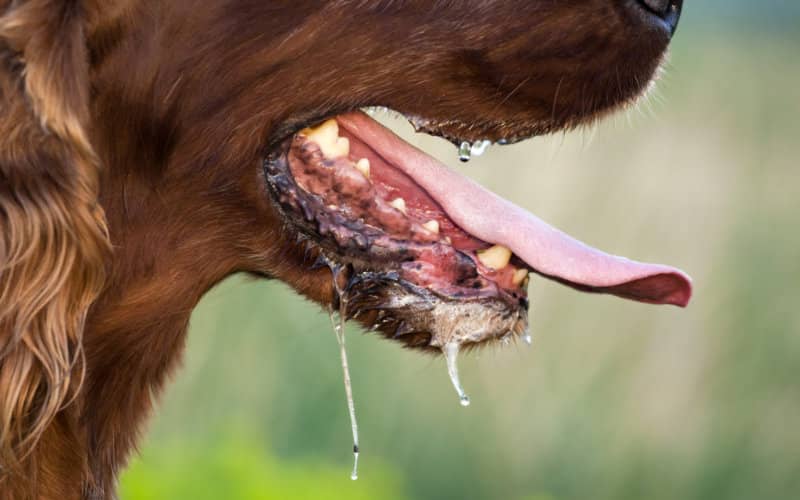 Rabies Concerns Rise as Pets from Morocco Enter Spain's Malaga Province