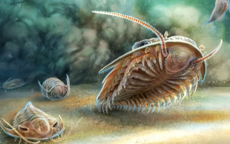 Rare 515-Million-Year-Old Trilobite Fossils Unearthed in Moroccan 'Marine Pompeii'