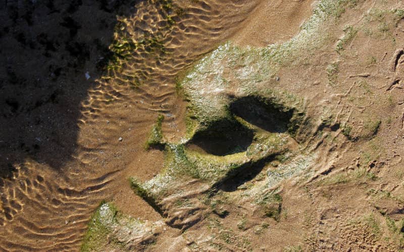 Rare 70-Centimeter Dinosaur Footprints Discovered in Morocco's Atlas Mountains