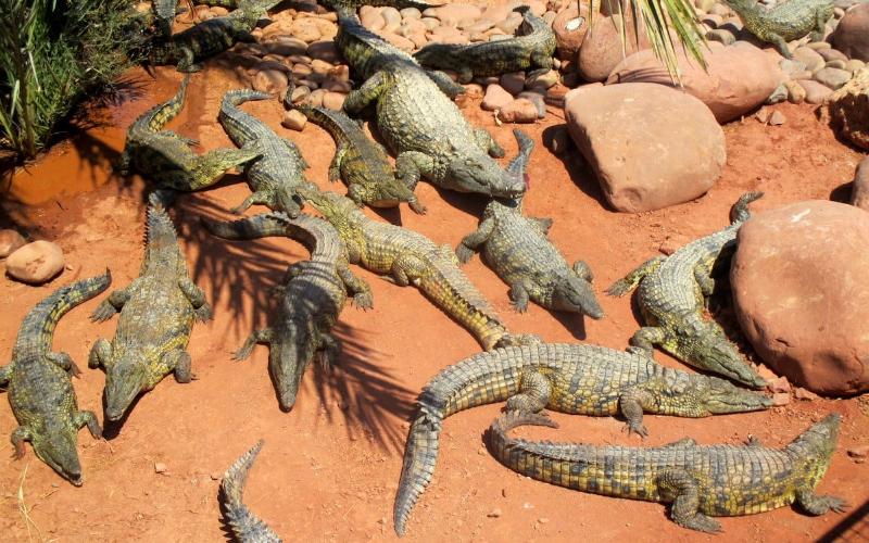 Rare Baby Boom: Iguanas, Turtles, and Crocodiles Born at Agadir's Crocoparc