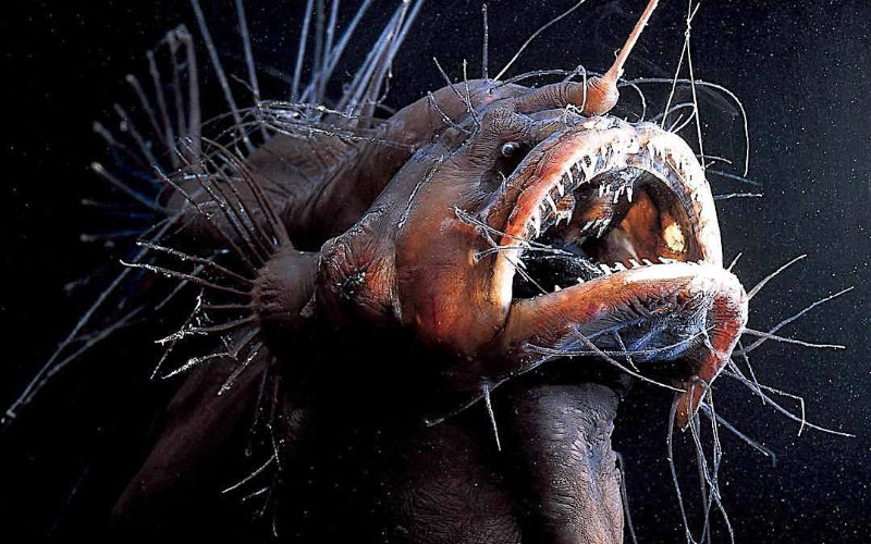 Rare Deep-Sea Angler Fish Spotted Near Canary Islands Coast