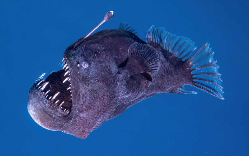 Rare Deep-Sea Fish Spotted Near Surface Off Canary Islands