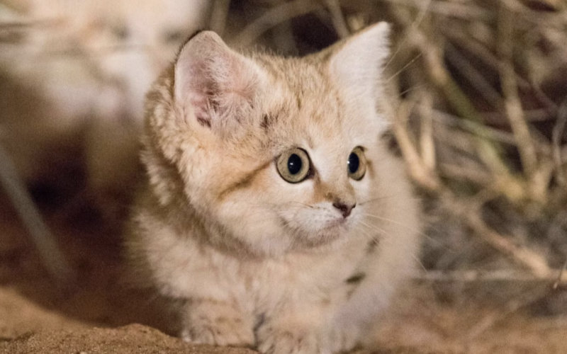 Rare Moroccan Sand Cat Reveals Unique Behaviors in 5-Year Study