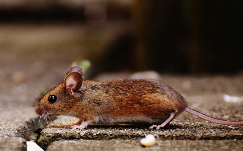 Rat Incident Prompts Closure of French Radio Station During Moroccan Official's Visit