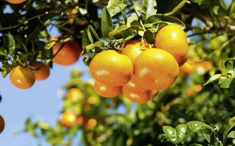 EU Reports Fewer Pesticide Violations in Moroccan Produce Imports