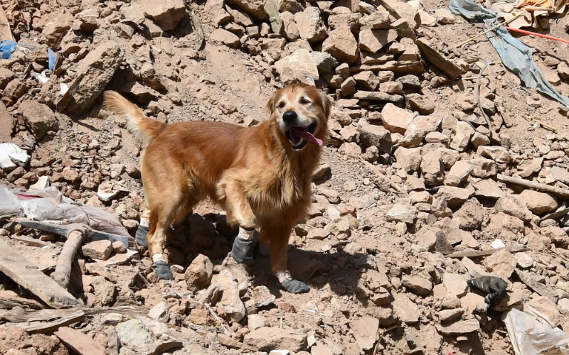 Rescue Dogs Aid Search Efforts in Morocco Earthquake Aftermath