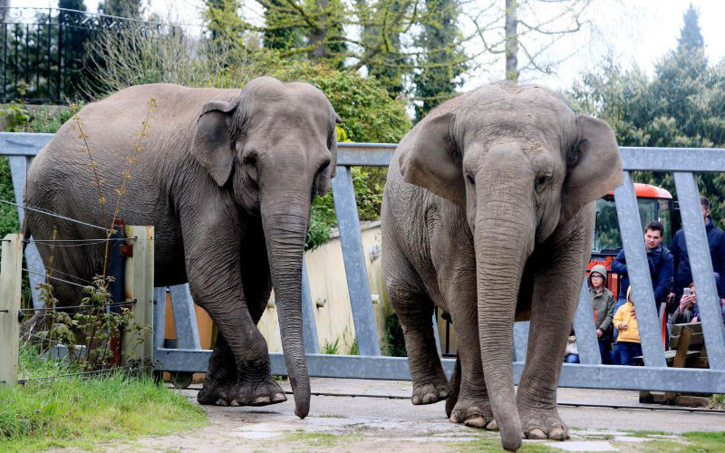 Retired Circus Elephants to Find New Home in Casablanca Zoo After Belgian Rehabilitation