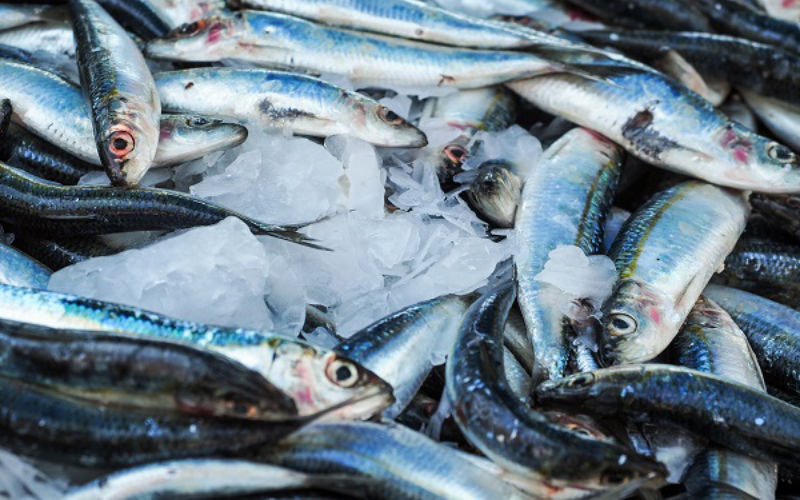 Russia Blocks 56 Tons of Moroccan Fish Over Labeling Discrepancy