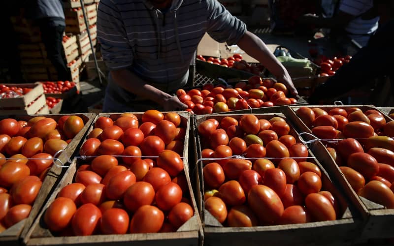 Russia Urged to Ban Moroccan Tomato Imports Amid EAEU Producers' Concerns