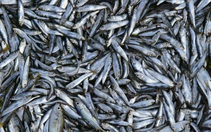 Sardine Prices Plunge in Morocco as Catch Surges, Benefiting Consumers