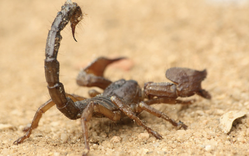 Scorpion Stings Surge in Morocco as Summer Heat Intensifies, Experts Warn