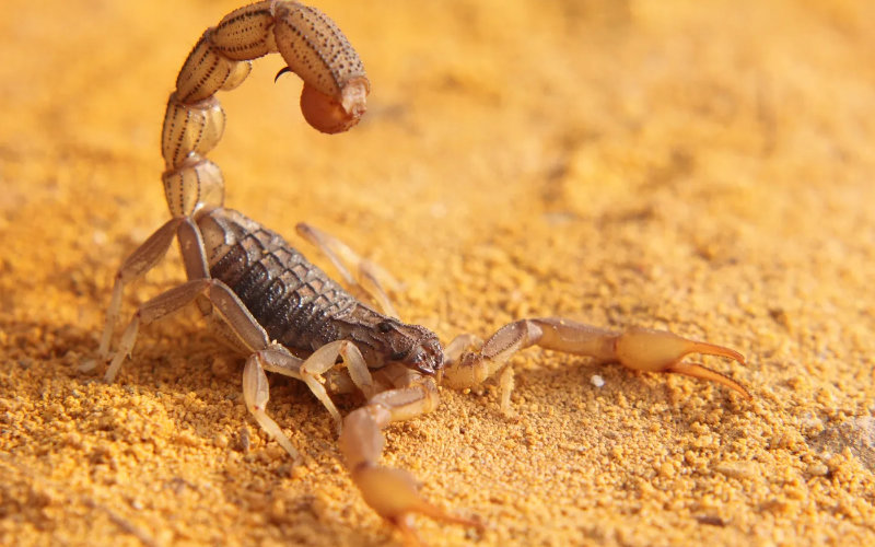 Scorpion Surprise: French Family Finds Moroccan Stowaway Under Child's Bed