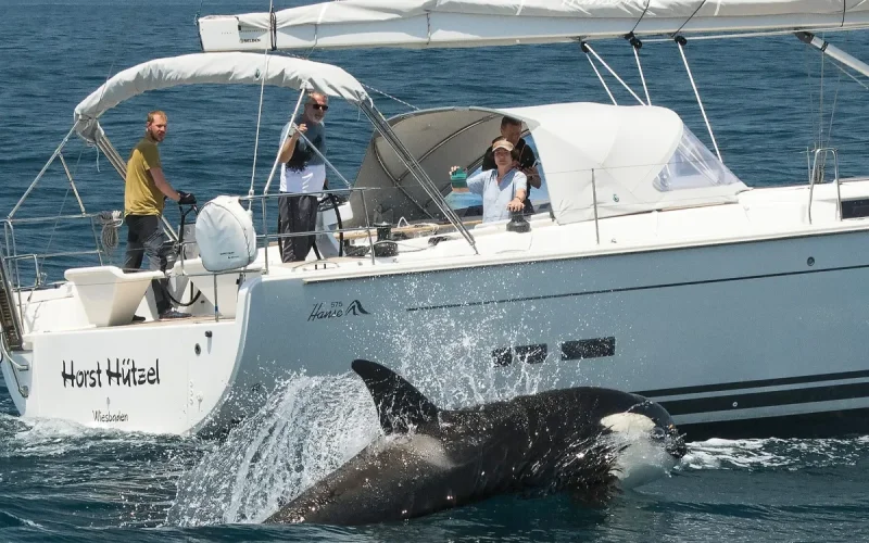 The secret of the Gibraltar orcas revealed: They speak a unique language in the world!