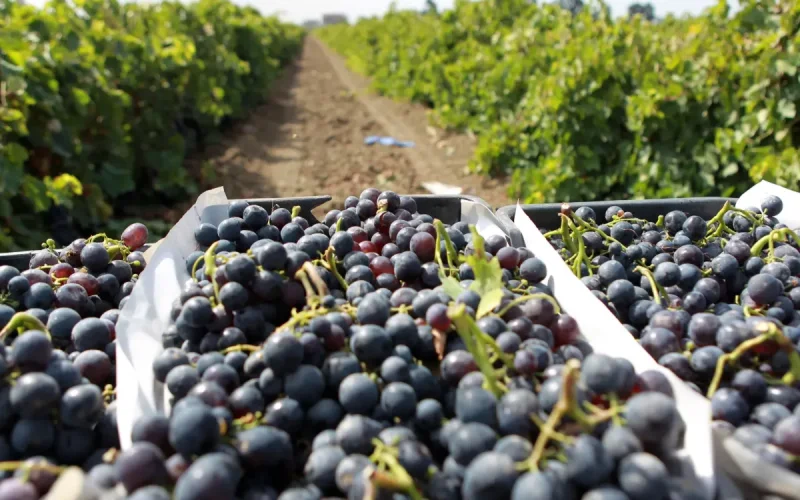 A service provider disappears in Morocco: tax authorities demand 212,000 euros from seven French winegrowers