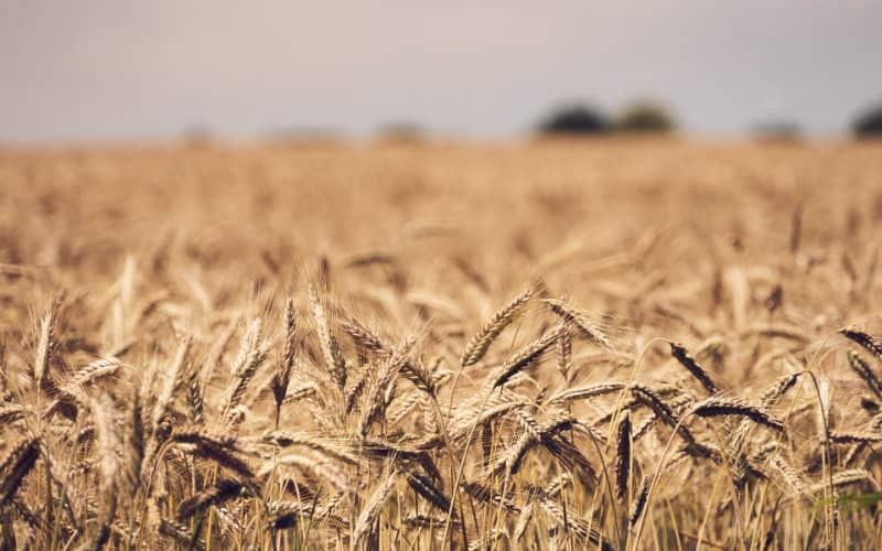 Severe Drought Slashes Morocco's Wheat Production by 67%, FAO Reports