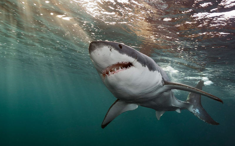Shark Attack off Canary Islands: German Tourist Critically Injured at Sea