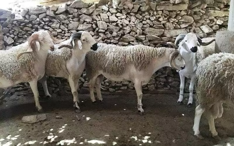Soaring Sheep Prices Threaten Eid al-Adha Celebrations in Morocco