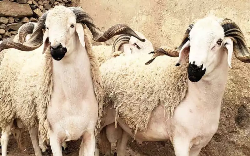 Soaring Sheep Prices Threaten Eid al-Adha Celebrations in Morocco