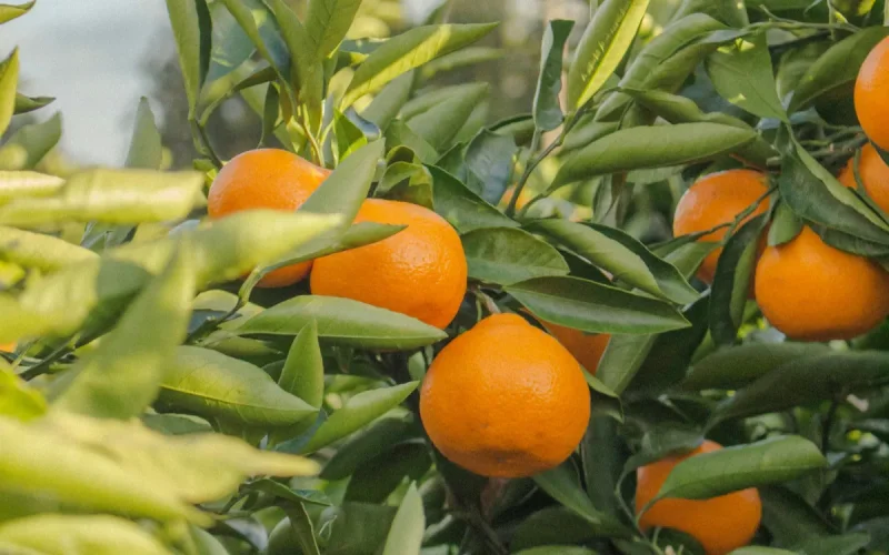 Spain Accuses Moroccan Citrus of Strangling Its Producers