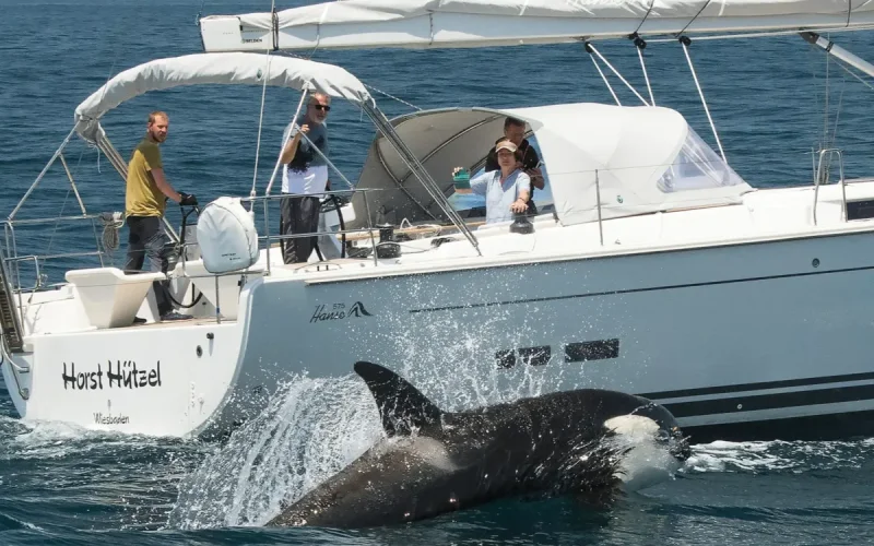 Spain Morocco Orcas Attacks Boaters Strait Gibraltar