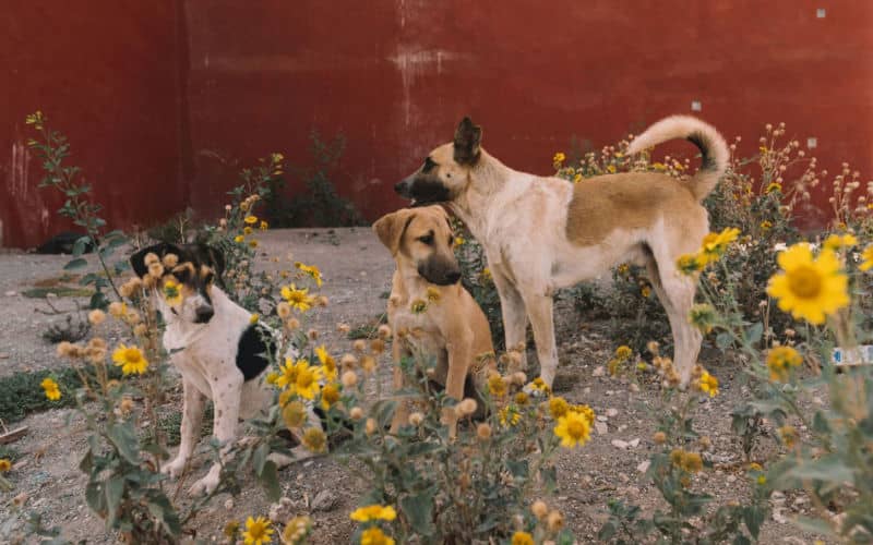 Spain Reinstates Rabies Vaccine Requirement for Pets from Morocco and Ukraine